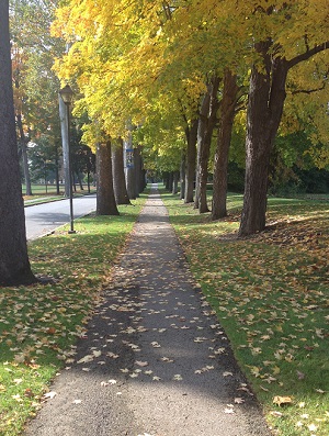 trees on avenue